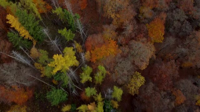 Top-Down-Drohnenflug &uuml;ber herbstlichen Mischwald in Nordhessen &ndash; Blick auf bunte Baumkronen in Orange- und Braunt&ouml;nen, Natur pur in idyllischer Mittelgebirgslandschaft