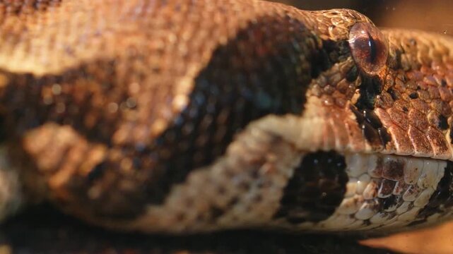 Green anaconda head, close-up details of snakeskin