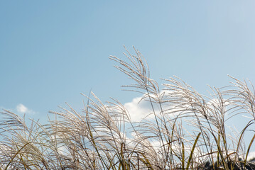 Fototapeta premium 구름, 갈대, 그리고 바람