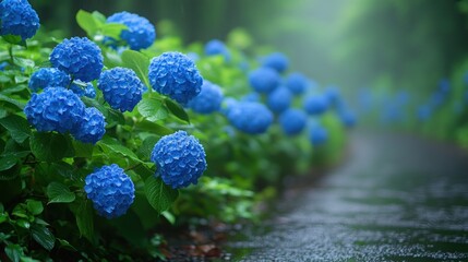 Blue hydrangeas bloom along a wet path