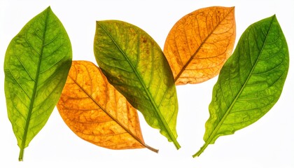 Autumn Leaves Isolated. (1)