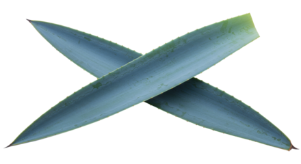 Two agave leaves crossed isolated on transparent background, blue green succulent plant for design elements PNG