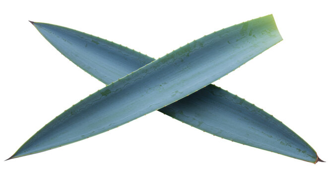 Two agave leaves crossed isolated on transparent background, blue green succulent plant for design elements PNG