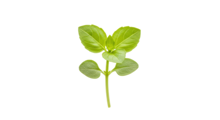 Fresh oregano sprig isolated PNG, aromatic herb for cooking and seasoning on transparent background