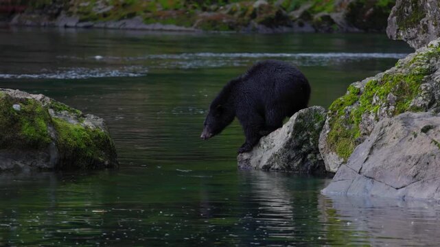 Slow motion shot of black bear jumping from one rock to another in river