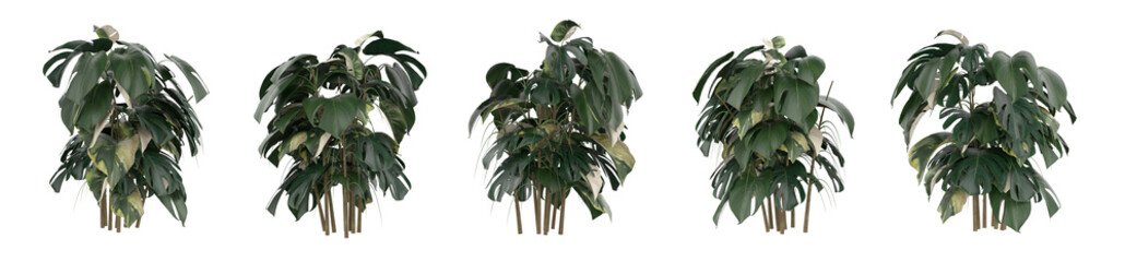 Realistic monstera deliciosa plant isolated on white background. High-quality 3D render with glossy green and variegated leaves, perfect for interior design, eco-decor, and tropical mockups.