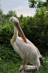 White pelican standing on a tree stump and grooming its feathers in a green outdoor environment. Wildlife and nature concept, bird close-up