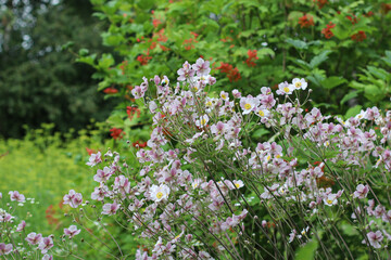 Fototapeta premium Cluster of delicate pink wildflowers blooming in a lush green garden. Concept of natural beauty, summer flora, and outdoor freshness.