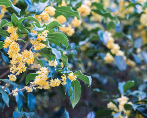 A close-up of the lush osmanthus branches in autumn.