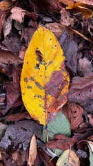 autumn leaves on the ground