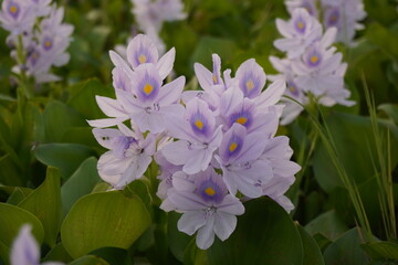 Water Hyacinth Flowers Blooming Closeup