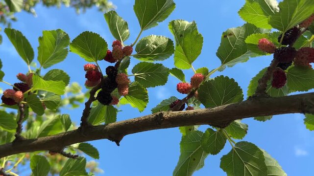 Fresh berries on the tree's branch, summer