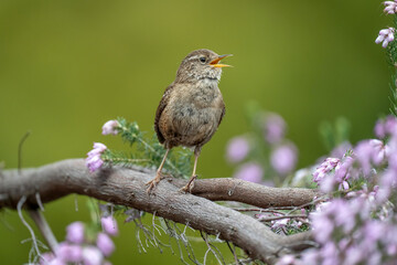 Wren perched on a branch singing