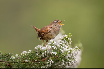 Wren perched on a flowering plant, singing