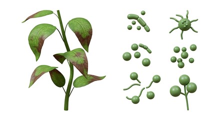 Botanical study of plant growth stages and leaf disease progression