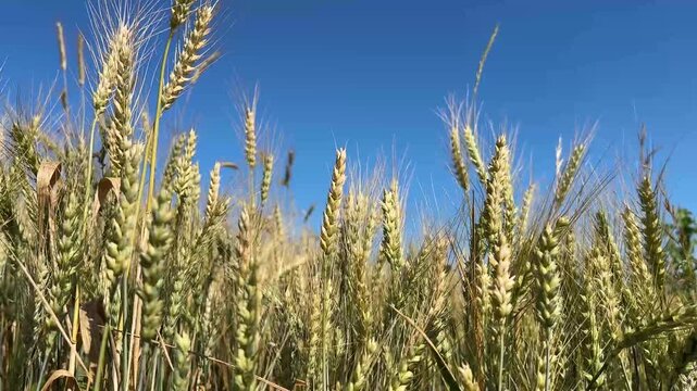 Ripe wheat harvest in the field