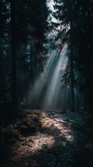 Obraz premium Sunbeams filter through a dense, shadowy forest, creating an ethereal and atmospheric scene