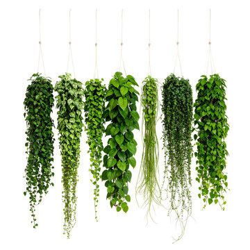 Six hanging plants with varying green foliage and textures