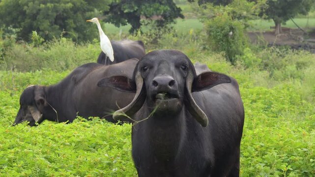 in the countryside Indian buffalo in gir national park, India. countryside of india. Indian Monsoon with Buffalo and Green Grass. (Bubalus bubalis). The wild water buffalo, also called Asian buffalo