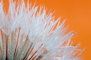 macro photograph of a dandelion flower