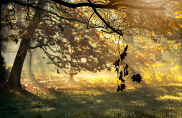 Jesienny poranek w parku, tapeta. © mycatherina