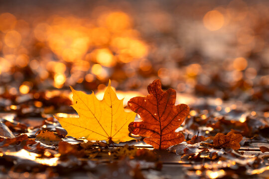 Fototapeta Jesienna impresja, jesienne liście, wschód słońca, tapeta, dekoracja.