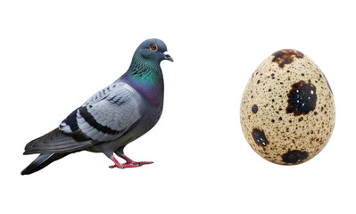 Rock Dove Pigeon Bird with Iridescent Neck Feathers Standing Beside a Spotted Quail Egg Isolated on White Background Avian Life Comparison Ornithology Object