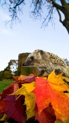 Hedgehog on colorful autumn leaves