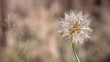 Pusteblume