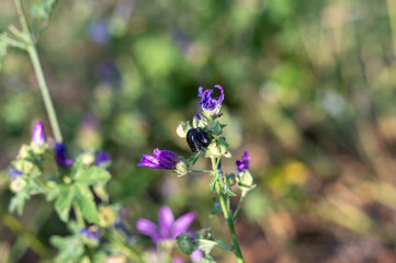 Black rose beetles mating on a flower