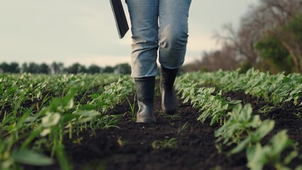 Agriculture, Plant monitoring in action, Beautiful farm field, Checking new crops, Woman assessing seedlings, Modern rural work, Agricultural innovation, Tech in agriculture, Early crop rows