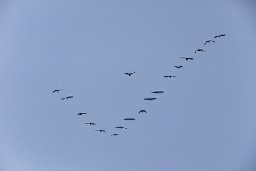 birds in flight