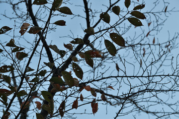 虫食いの葉っぱ