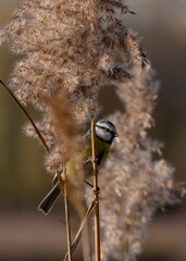 Blue tit perched on dry reed in nature