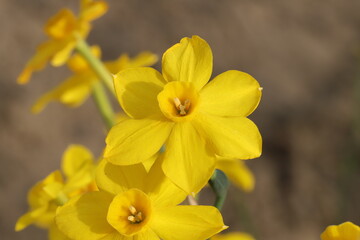 日本の春の庭に咲く黄色い小さなスイセンの花