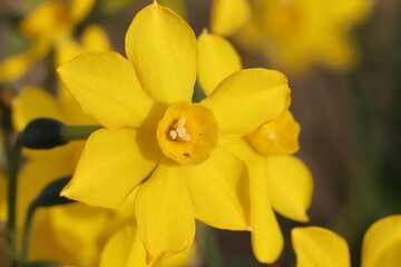 日本の春の庭に咲く黄色い小さなスイセンの花