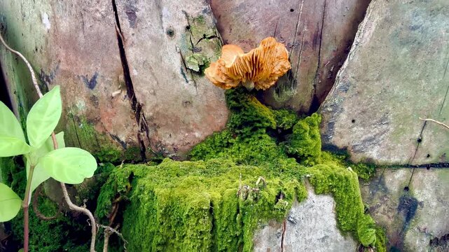 Wild mushroom, moss, grass on tree