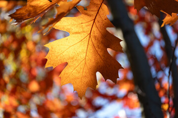 Backlit oak leaf with autumn colors in nature