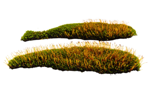 Two organic shapes of moss and dry grass arranged on a white background.