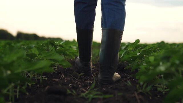 Agriculture, Farmer walking through green field in rubber boots, Close-up of legs in boots on cultivated soil, Early morning agriculture activity on the farm, Dew drops shining on green leaves, Rural