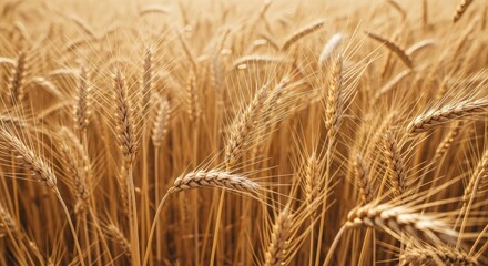A golden wheat field with sunlight shining through the ears.