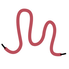 Shoelace Illustration