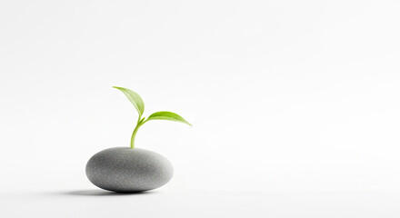 A small green plant growing from a grey rock on a white background.