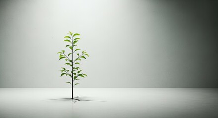 A small green plant growing on a white surface.
