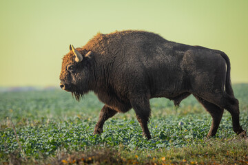 Mammals - wild nature European bison ( Bison bonasus ) Wisent bull standing on the autumn field...