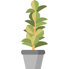 Potted Green Plant with Oval Leaves in a Gray Planter on a White Background with Transparent Background Element