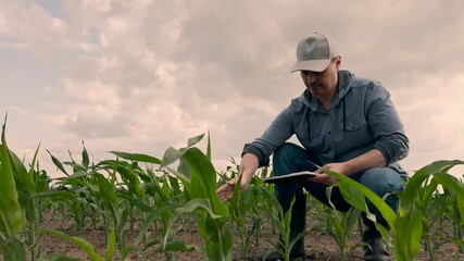 agriculture, farmer working corn field digital tablet, Agricultural worker using technology, Modern farmer in green field, Man wearing cap and boots, Sustainable crop management, Countryside farming - Powered by Adobe