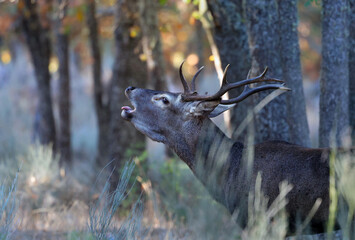 Close up of a stunning male red deer (Cervus elaphus) rutting loudly in the mediterranean forest. Portrait of a deer in mating season. Young stag with big antlers in autumn. Zamora, Spain.