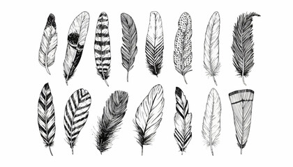Hand-drawn collection of diverse avian feathers in various shapes and patterns