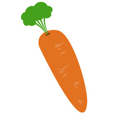 Carrot Vegetable Illustration